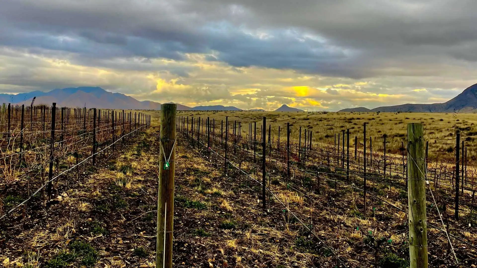 Elgin Arizona wine tasting trip vineyard in Sonoita wine region